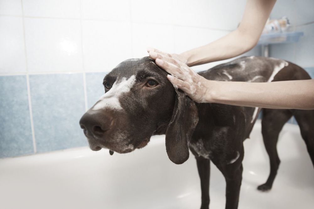 El baño de mascotas: menos es más