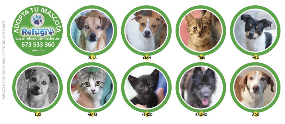 Adopta Tu Mascota en Salnés Verano 2026