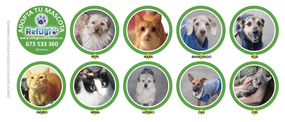 Adopta Tu Mascota en Salnés Otoño 2026